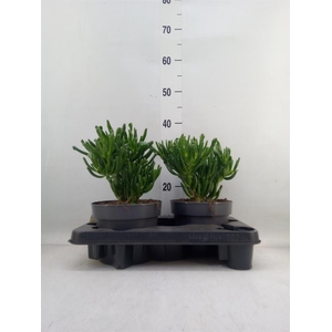 Crassula ovata 'Gollum'