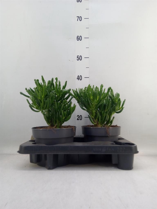 <h4>Crassula ovata 'Gollum'</h4>