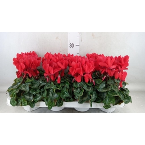 Cyclamen MD 'Allure'