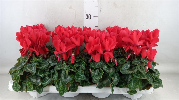 <h4>Cyclamen MD 'Allure'</h4>