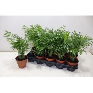 Chamaed Elegans