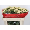 Hypericum Cool Romance Spray