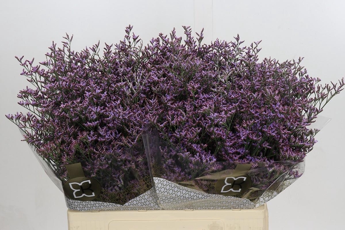 <h4>Limonium ov Piuma Sky</h4>