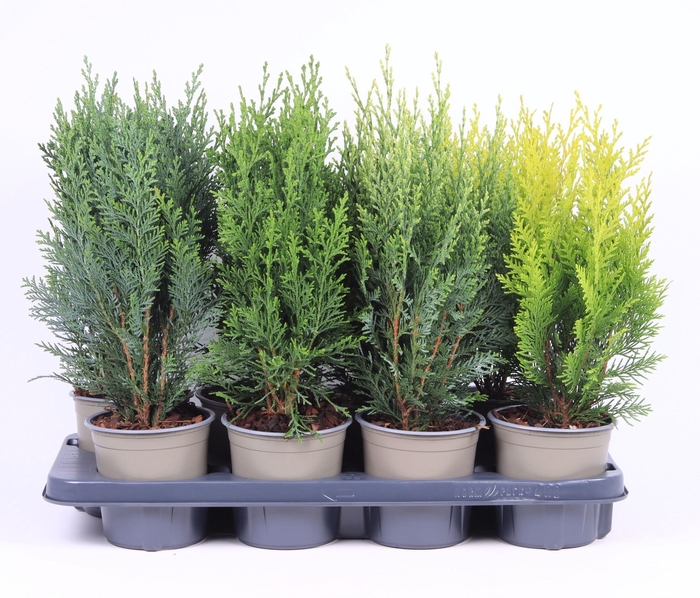 <h4>Coniferen opgaande mix P-13</h4>