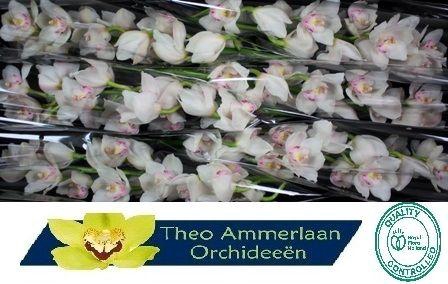 <h4>Kilimanjaro 80</h4>