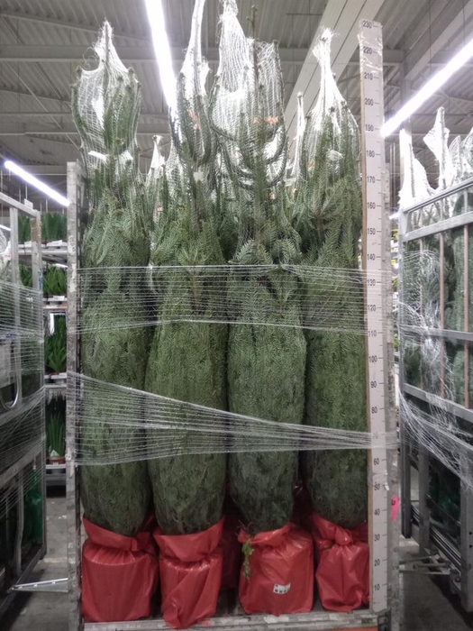 <h4>Abies nordman.</h4>