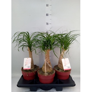 Beaucarnea recurvata