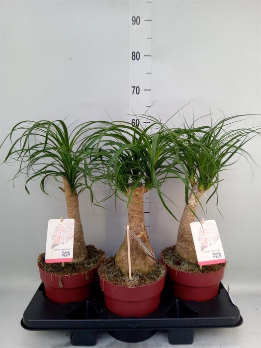 <h4>Beaucarnea recurvata</h4>