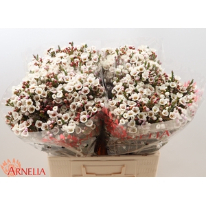 Chamelaucium Moonlight Delight