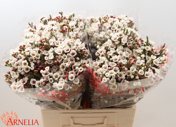 <h4>Chamelaucium Moonlight Delight</h4>