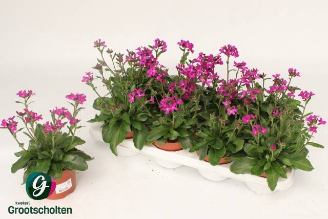 <h4>ARABIS C ROSEA</h4>