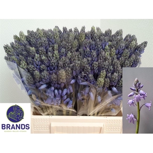 Scilla Ov Blue