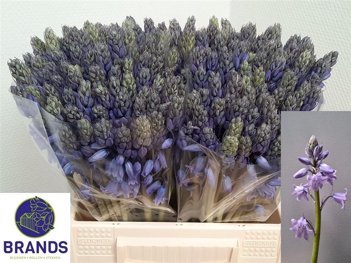 <h4>Scilla Blue</h4>