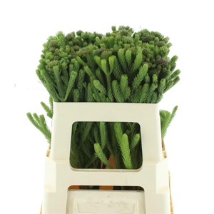 Kaaps Albiflora Green