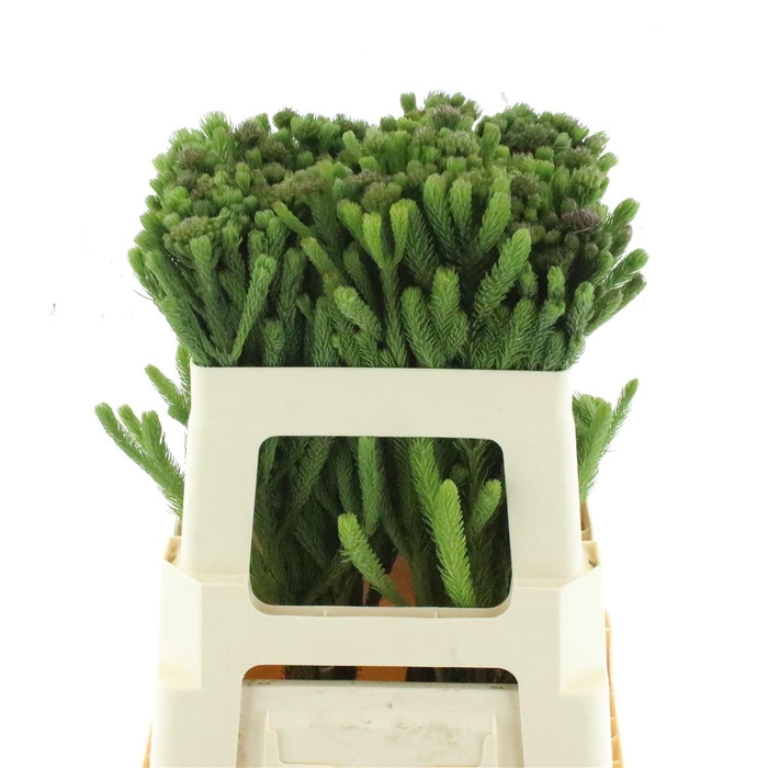 Kaaps Albiflora Green