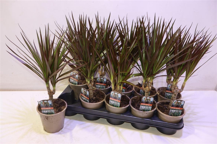 <h4>Dra Marg Magenta</h4>