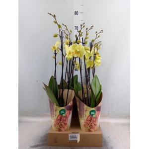 Phalaenopsis   ...yellow
