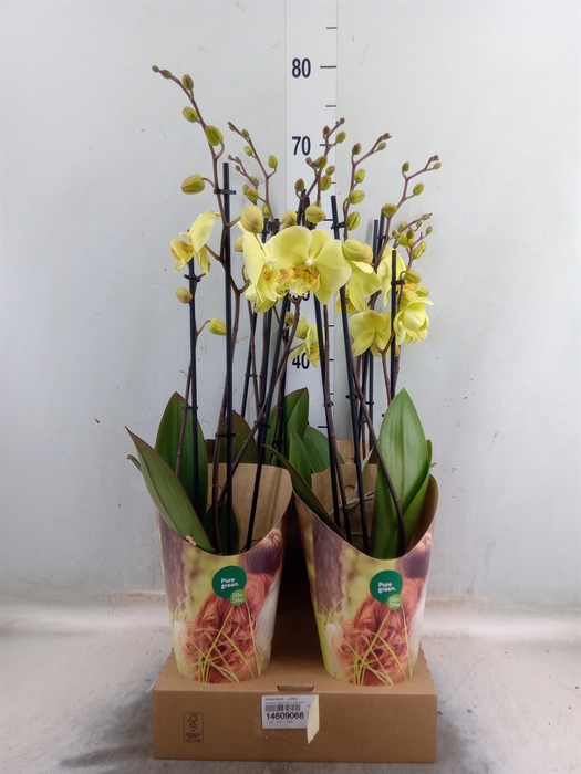 <h4>Phalaenopsis   ...yellow</h4>