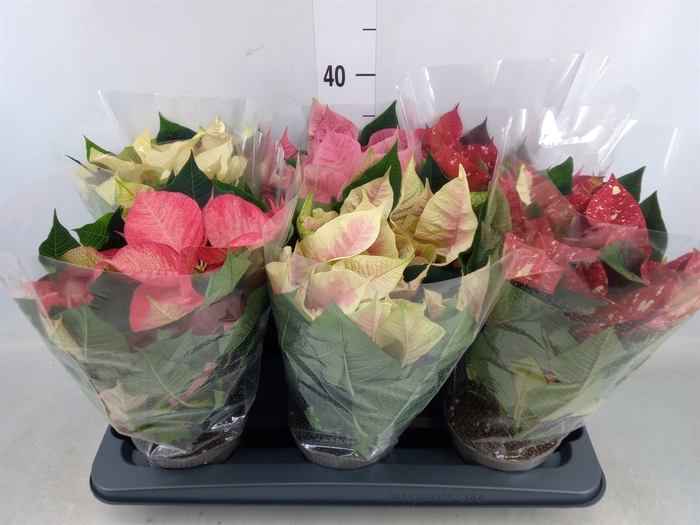 <h4>Euphorbia pulc.   ...mix</h4>