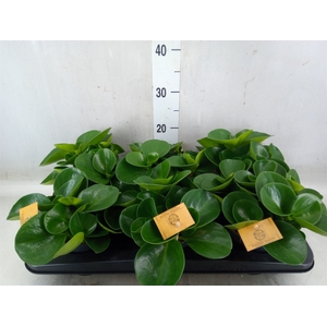 Peperomia obt. 'Green Gold'