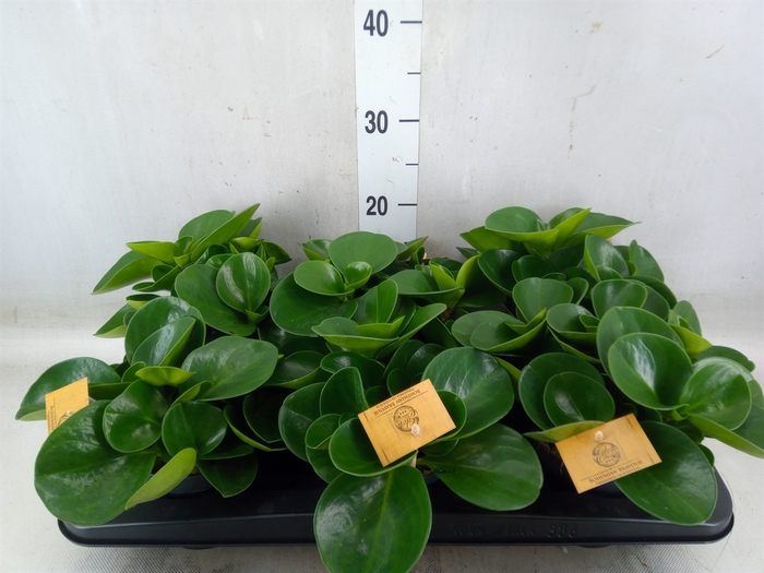 <h4>Peperomia obt. 'Green Gold'</h4>