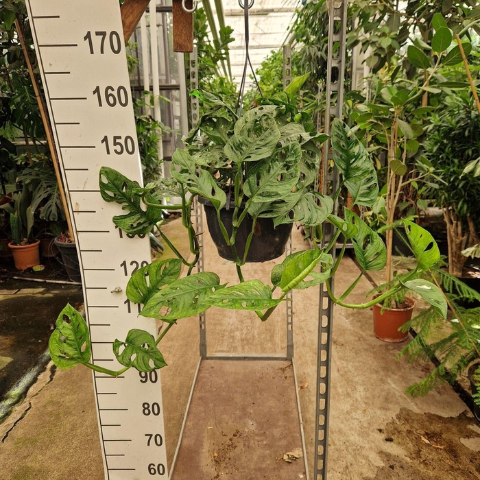 <h4>Monstera obliqua Monkey Leaf</h4>