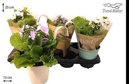 <h4>ARR TUINPLANTEN</h4>