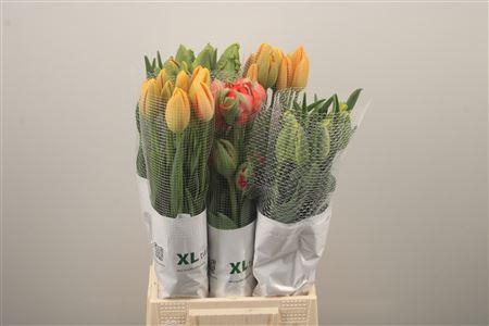 <h4>Tu Fr En Gem</h4>