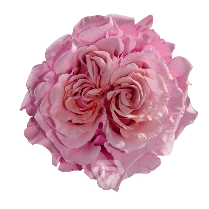<h4>R GR MAYRA PEACH</h4>