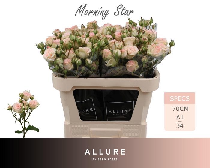<h4>R TR MORNING STAR</h4>