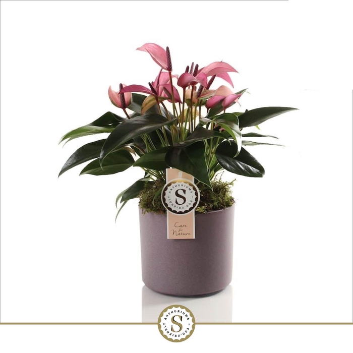 <h4>Bari keramiek Purple - Zizou 12cm</h4>