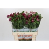 Ranunculus Magical Raspberry