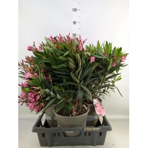 Nerium oleander   ...