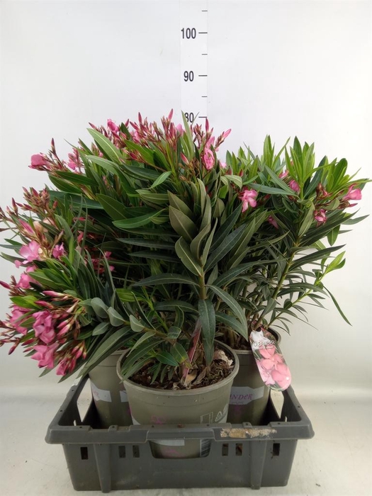 <h4>Nerium oleander   ...</h4>