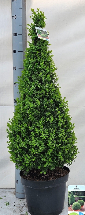 <h4>BUXU SE PYRAMIDALIS</h4>