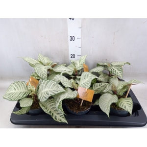 Aphelandra squar. 'White Wash'  NB