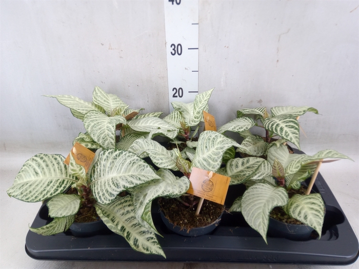 <h4>Aphelandra squar. 'White Wash'  NB</h4>