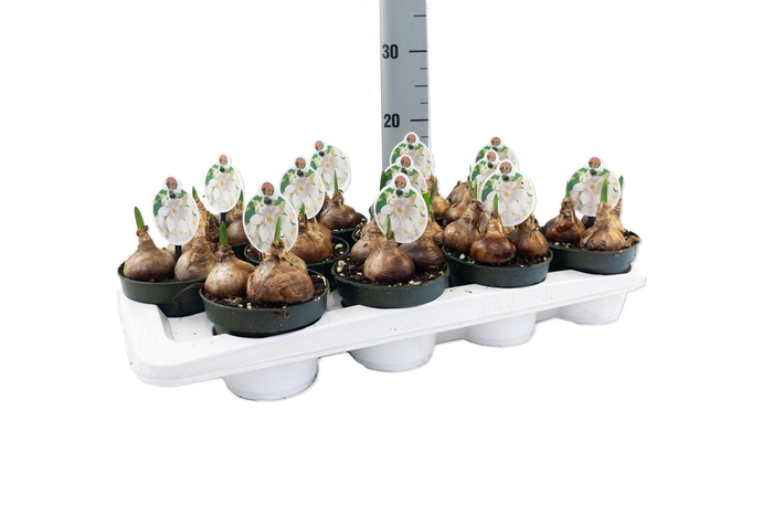 <h4>Narcis Paperwhite</h4>