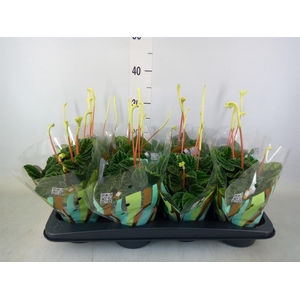 Peperomia caperata 'Lilian'