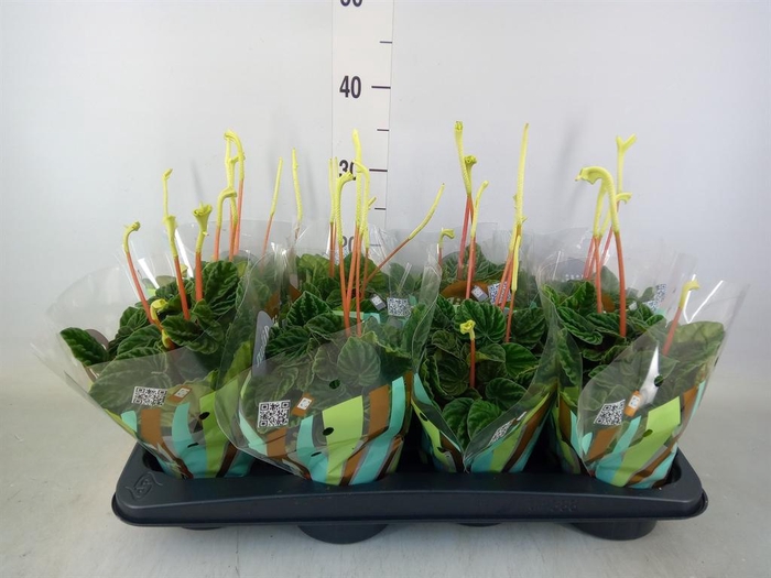 <h4>Peperomia caperata 'Lilian'</h4>