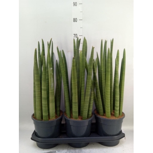 Sansevieria cyl.  ...