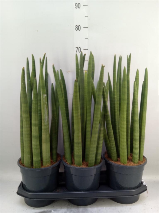 <h4>Sansevieria cyl. ...</h4>