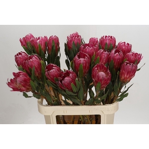 Protea Brenda