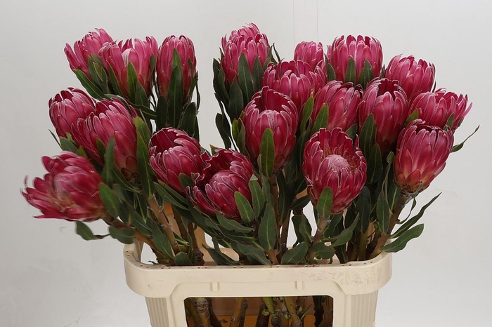 <h4>Protea Brenda</h4>