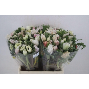 Anem Mistral Super White Salmon