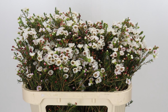 <h4>Chamelaucium Moonlight Delight</h4>