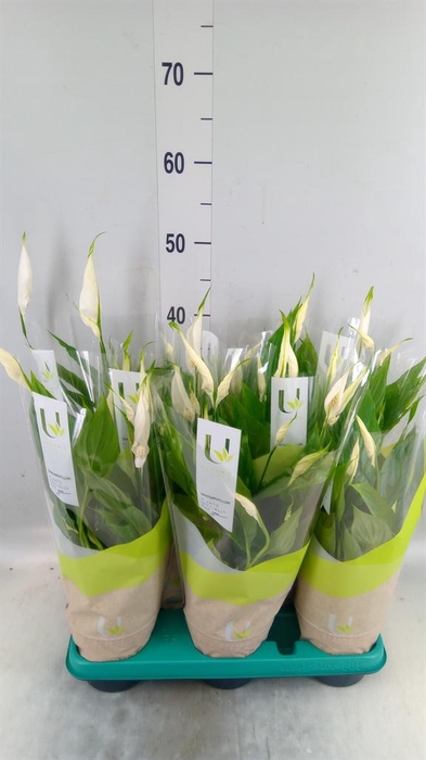 <h4>Spathiphyllum 'Torelli'</h4>