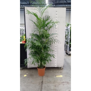 Chamaedorea seifrizii