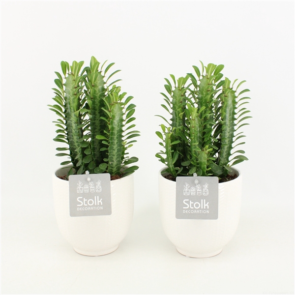 <h4>Euphorbia Trigona Groen in Liv keramiek</h4>