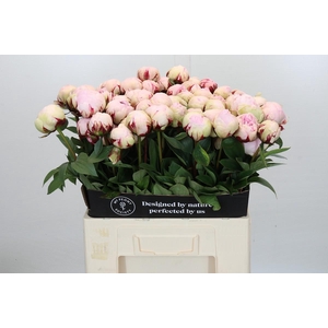 Paeonia Reine Hortense XXL